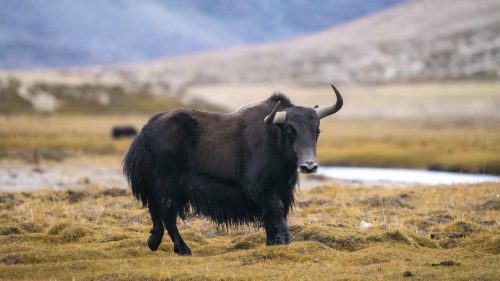 Wild yak limi